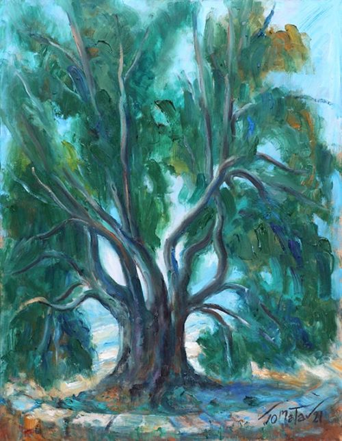 Oak at Kfar Chlaiman - Chêne à Kfar Chlaiman